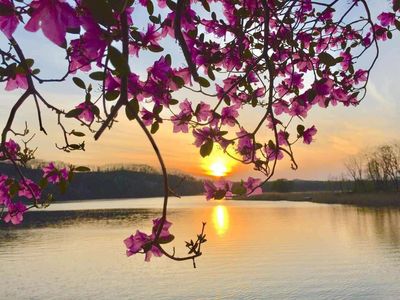 2017吉林龙湾野生杜鹃花卉旅游节启幕