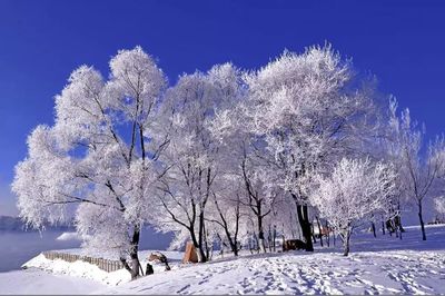 2018-2019吉林雾凇冰雪节已经开始啦!_雪景